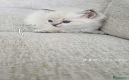 Ragdoll cats for sale: 🐾🌸GCCF Adorable purebred Ragdoll Kittens🌸🐾 - Image 8