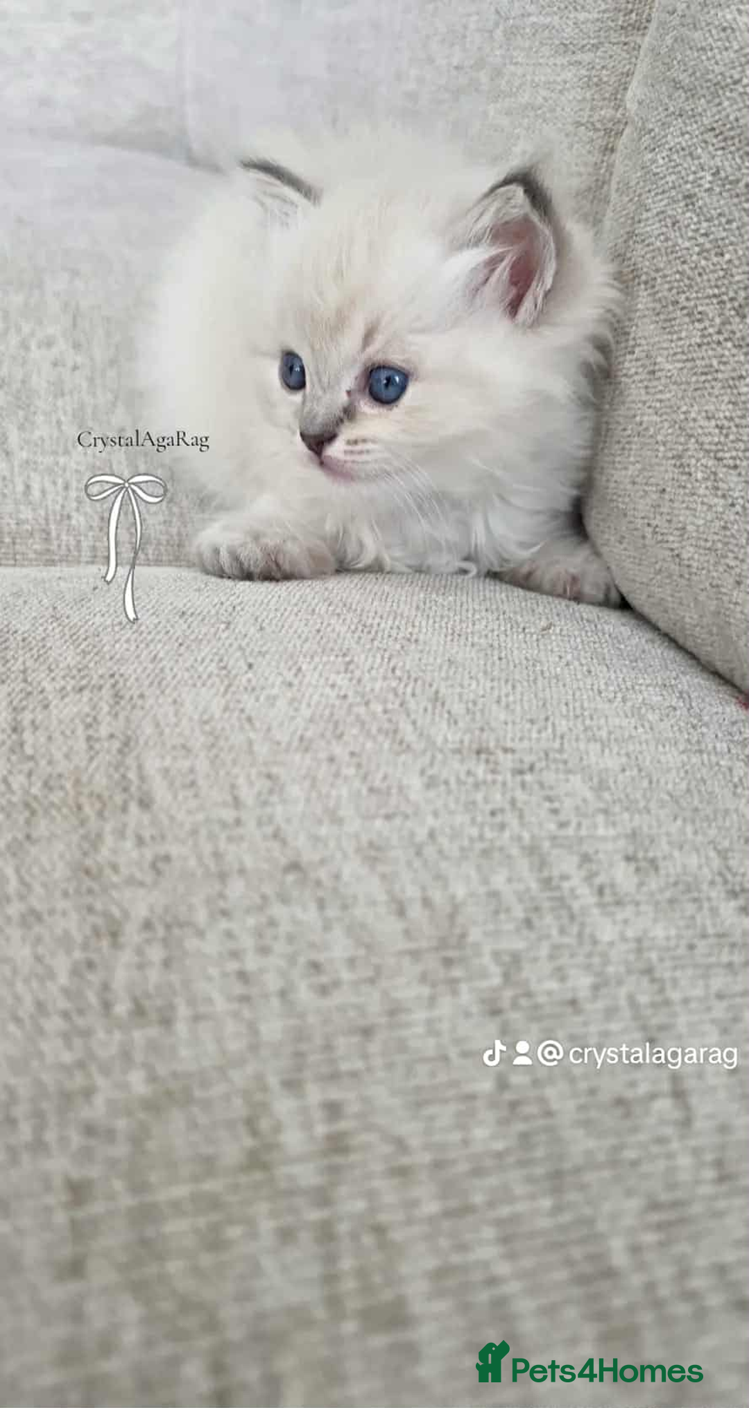 Ragdoll cats for sale: 🐾🌸GCCF Adorable purebred Ragdoll Kittens🌸🐾 - Image 8