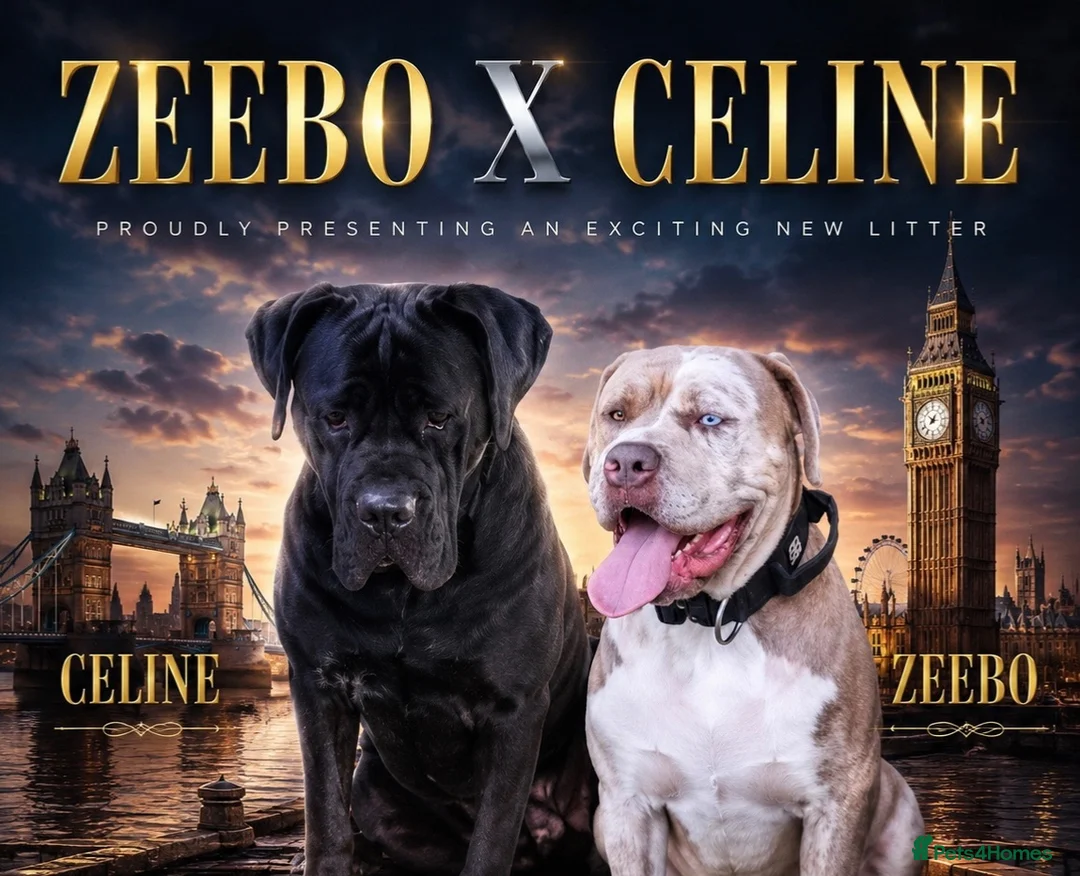 Mixed Breed dogs for sale: Mastiff hybrid puppys available  - Advert 1
