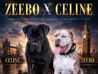 Mixed Breed dogs Mastiff hybrid puppys available - Advert 1