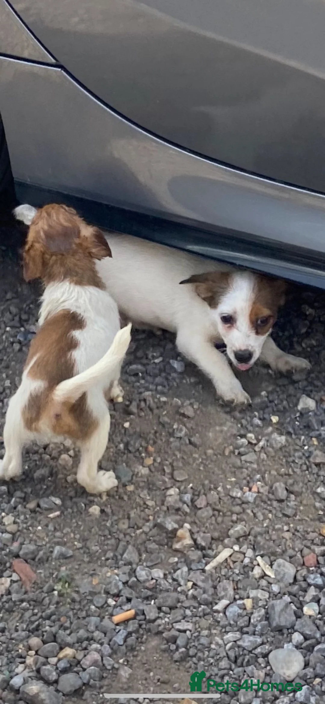 Jack Russell dogs for sale: Ready to leave  - Advert 23