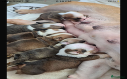 English Bulldog dogs for sale: 🔥 Traditional English bulldog puppies  🔥 - Image 9