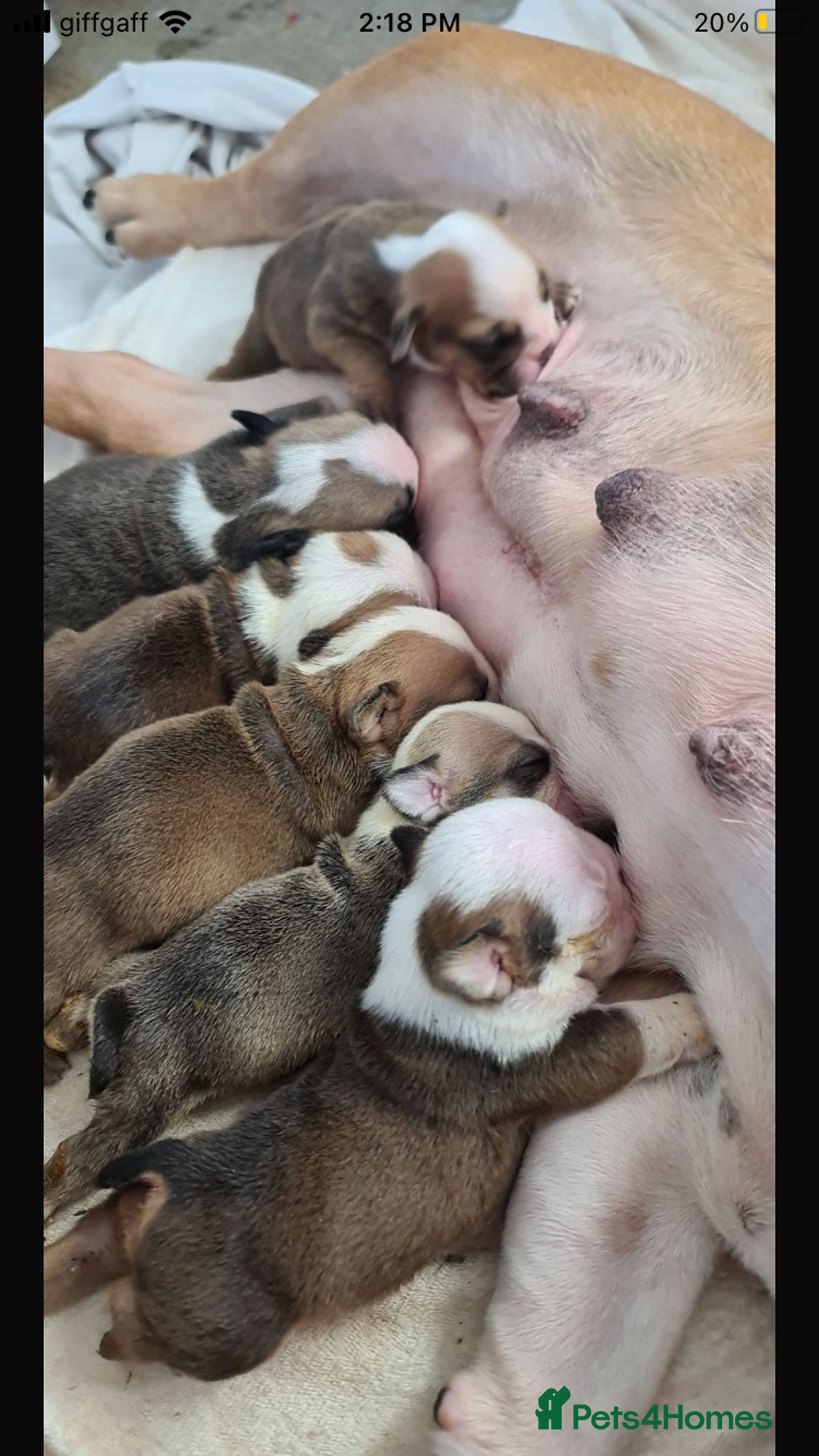 English Bulldog dogs for sale: 🔥 Traditional English bulldog puppies  🔥 - Image 9