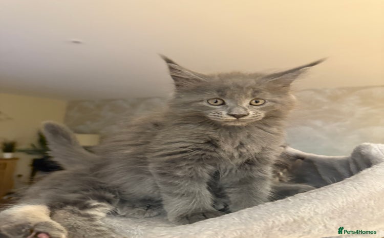 Maine Coon cats - Advert 9