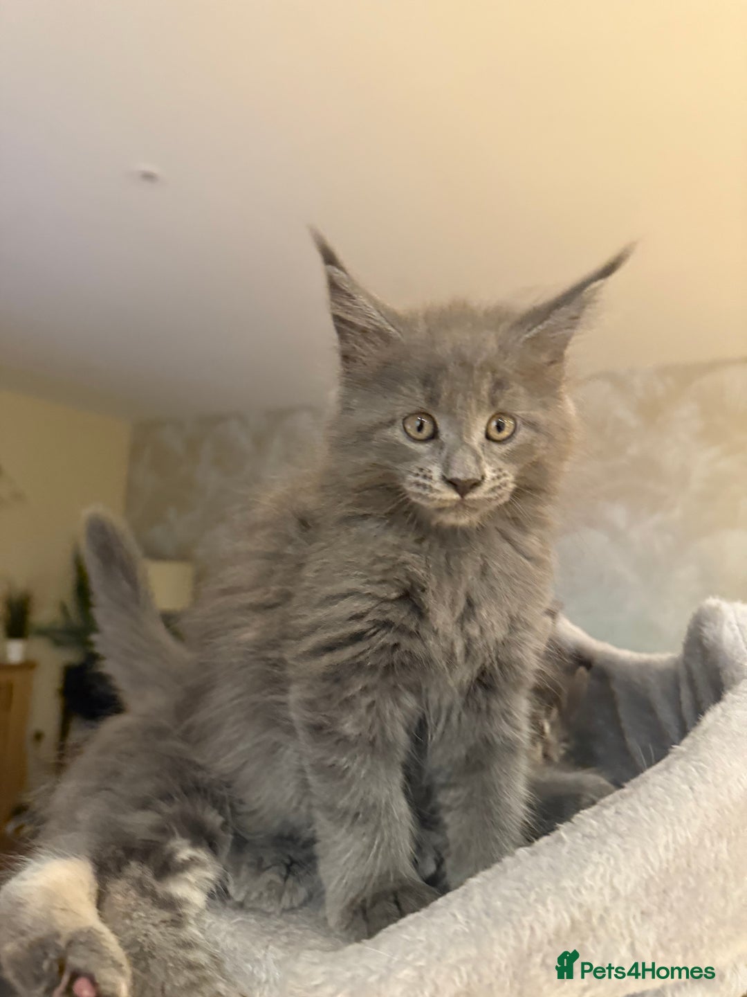 Maine Coon cats for sale: Maine Coon Kittens for sale - Image 7
