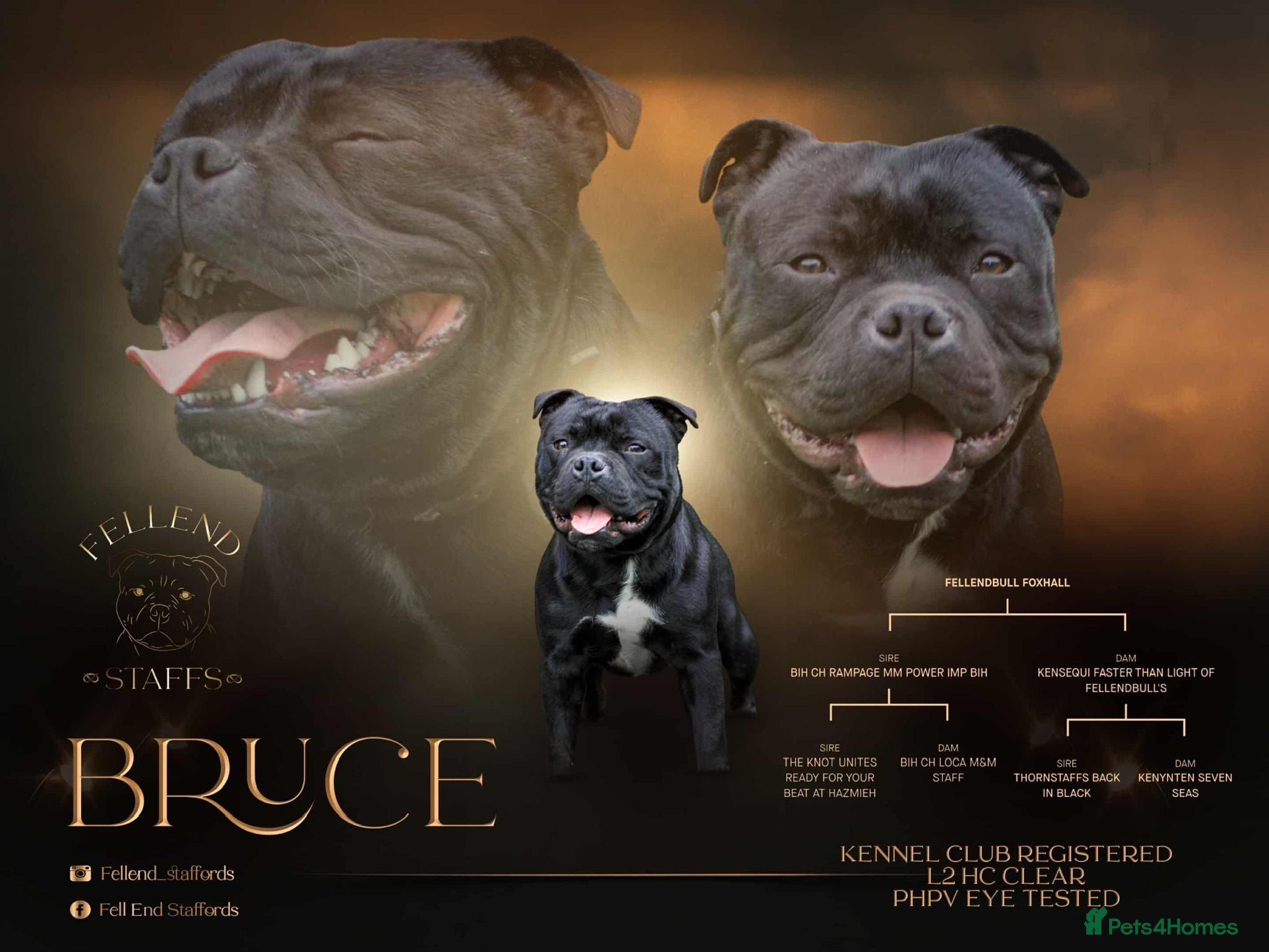 Staffordshire Bull Terrier dogs Classic Staffordshire Bull Terrier Puppies  - Advert 1