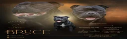 Staffordshire Bull Terrier dogs for sale: Classic Staffordshire Bull Terrier Puppies  - Advert 1