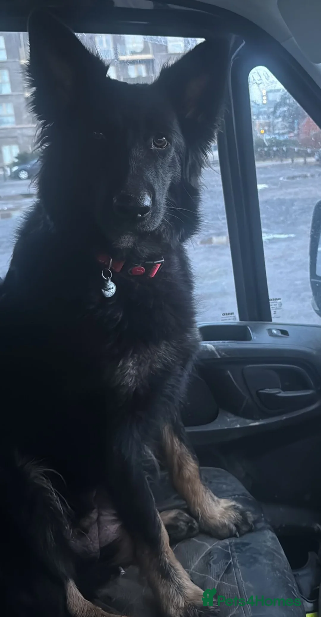 Mixed Breed dogs for sale: Last boy left - ready for his family - Advert 2