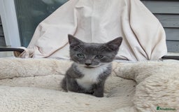 Turkish Van cats for sale: Beautiful kittens for sale  - Image 9