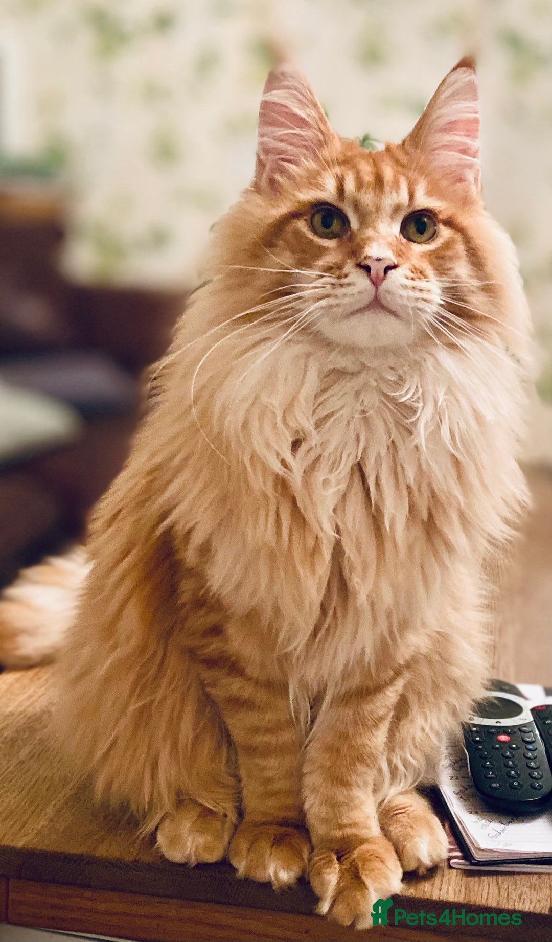 Maine Coon cats for sale: GCCF Registered Maine Coons Ready 16th August  in Banbury - Image 12