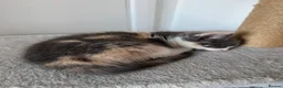 Mixed Breed cats for sale: Beautiful Calico and bicolour Kittens!! - Advert 3
