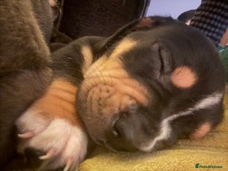 Mixed Breed dogs Bully Basset’s ( Bull dog x Bassett Hound) - Advert 3