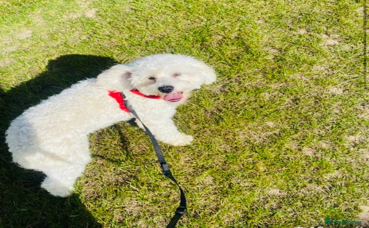 Cavapoo dogs - Advert 1