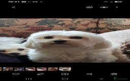 Maltipoo dogs for sale:  Adorable Maltipoo Puppies Ready Soon! 🐾 - Image 12