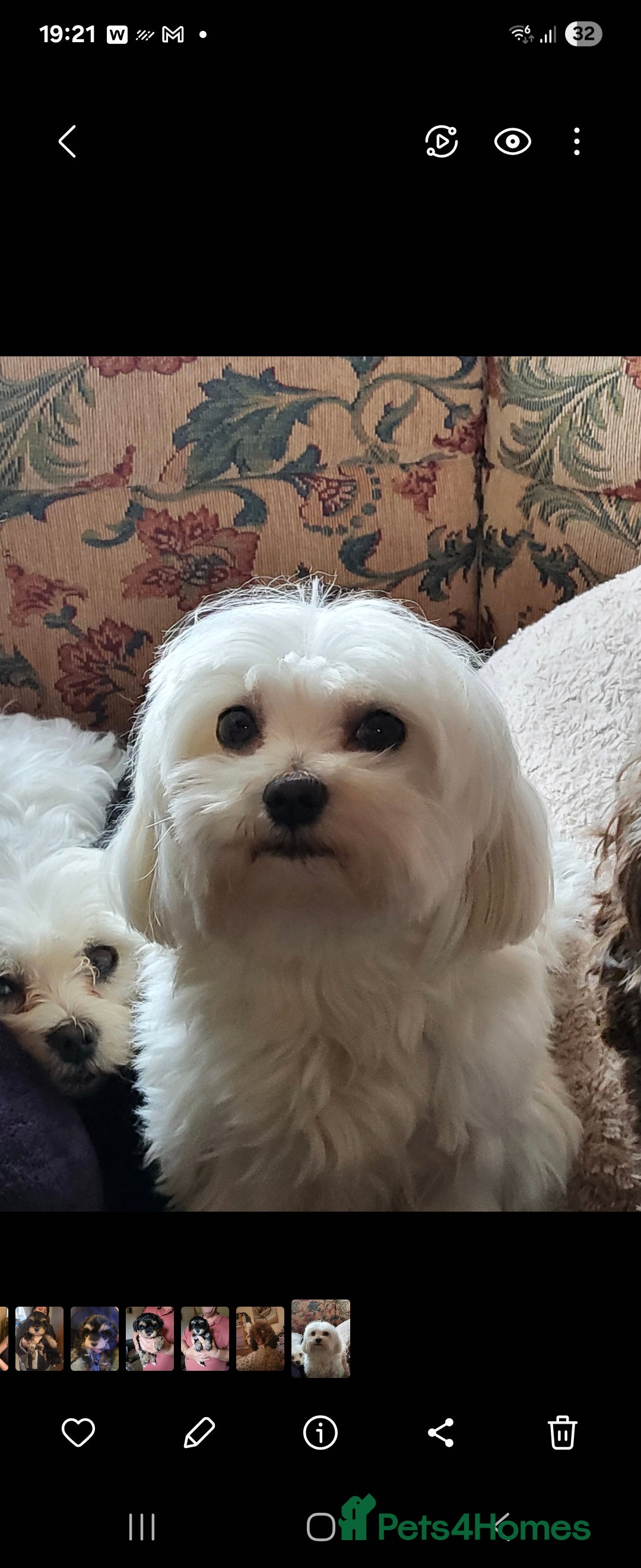 Maltipoo dogs for sale:  Adorable Maltipoo Puppies Ready Soon! 🐾 - Image 12