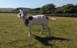 Goats livestock for sale: Wether Goat For Sale - Image 1