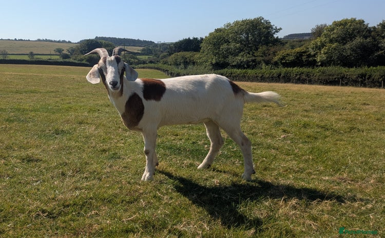 Goats livestock - Advert 2