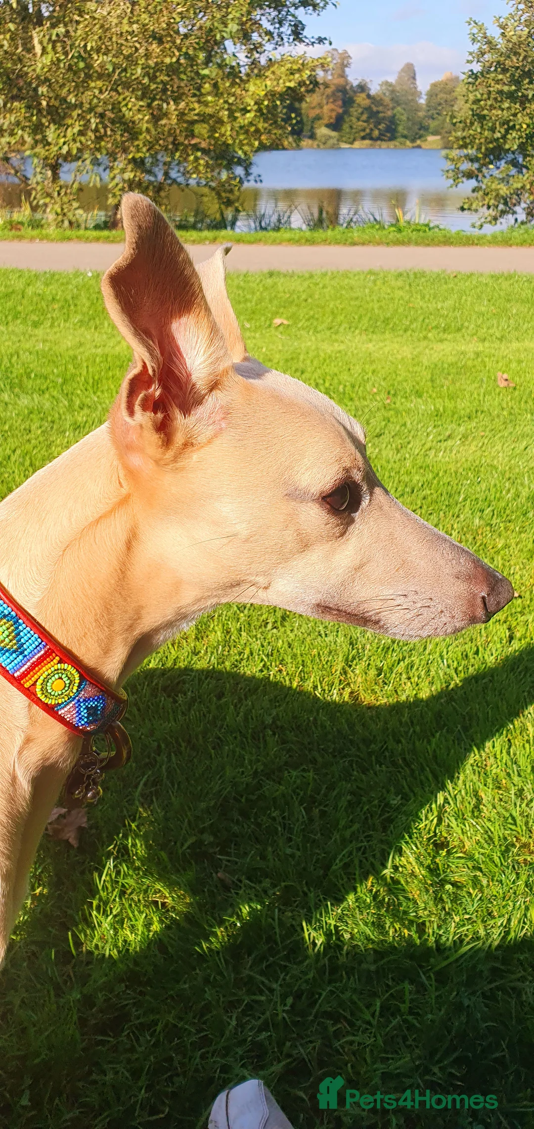 Whippet dogs for stud: Whippet for stud (KC reg; pedigree) Dorset. 20" in Sherborne - Advert 16