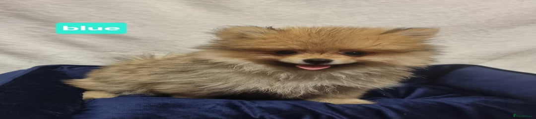 Pomeranian Puppy 3 (BLUE) 