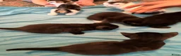 Mixed Breed cats for sale: 6 playful kittens for sale  - Advert 29