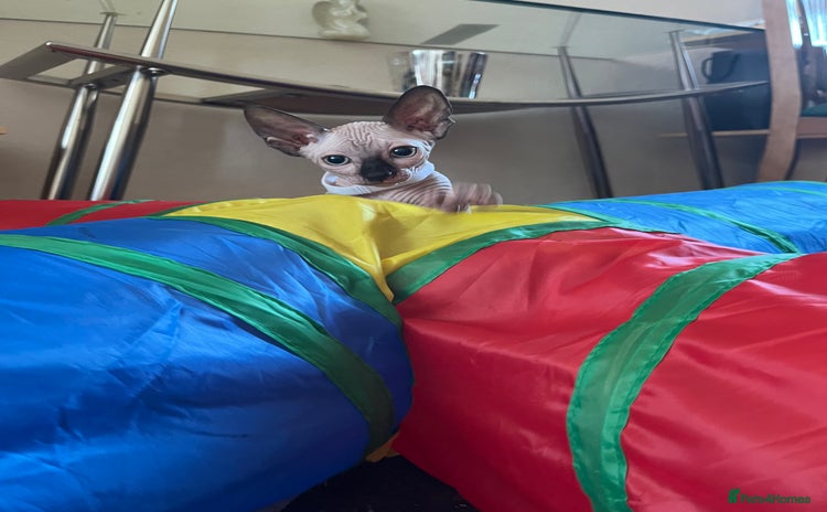 Sphynx cats - Advert 4