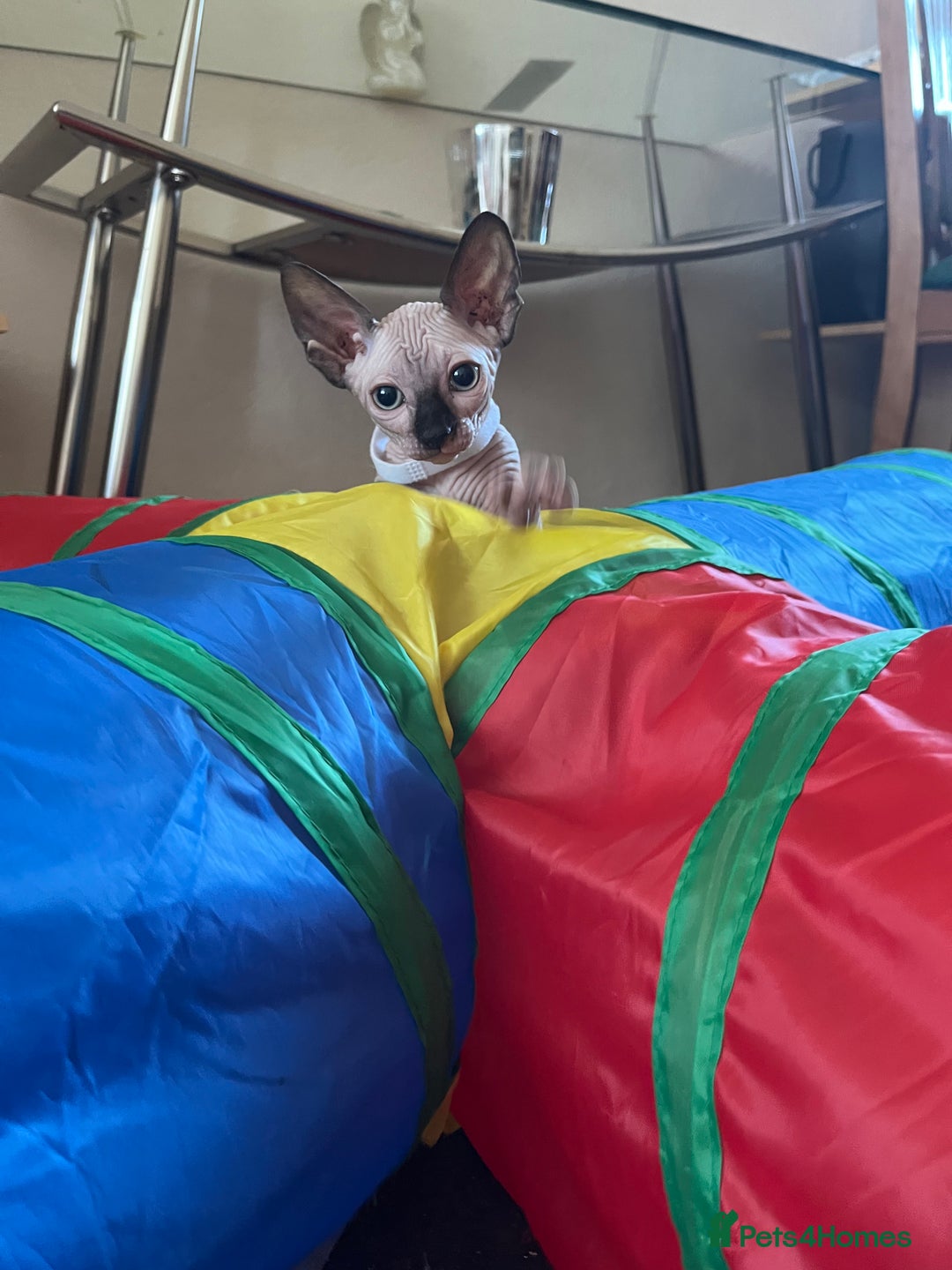 Sphynx cats for sale: 5 Playful & Affectionate Sphynx Kittens - Image 1