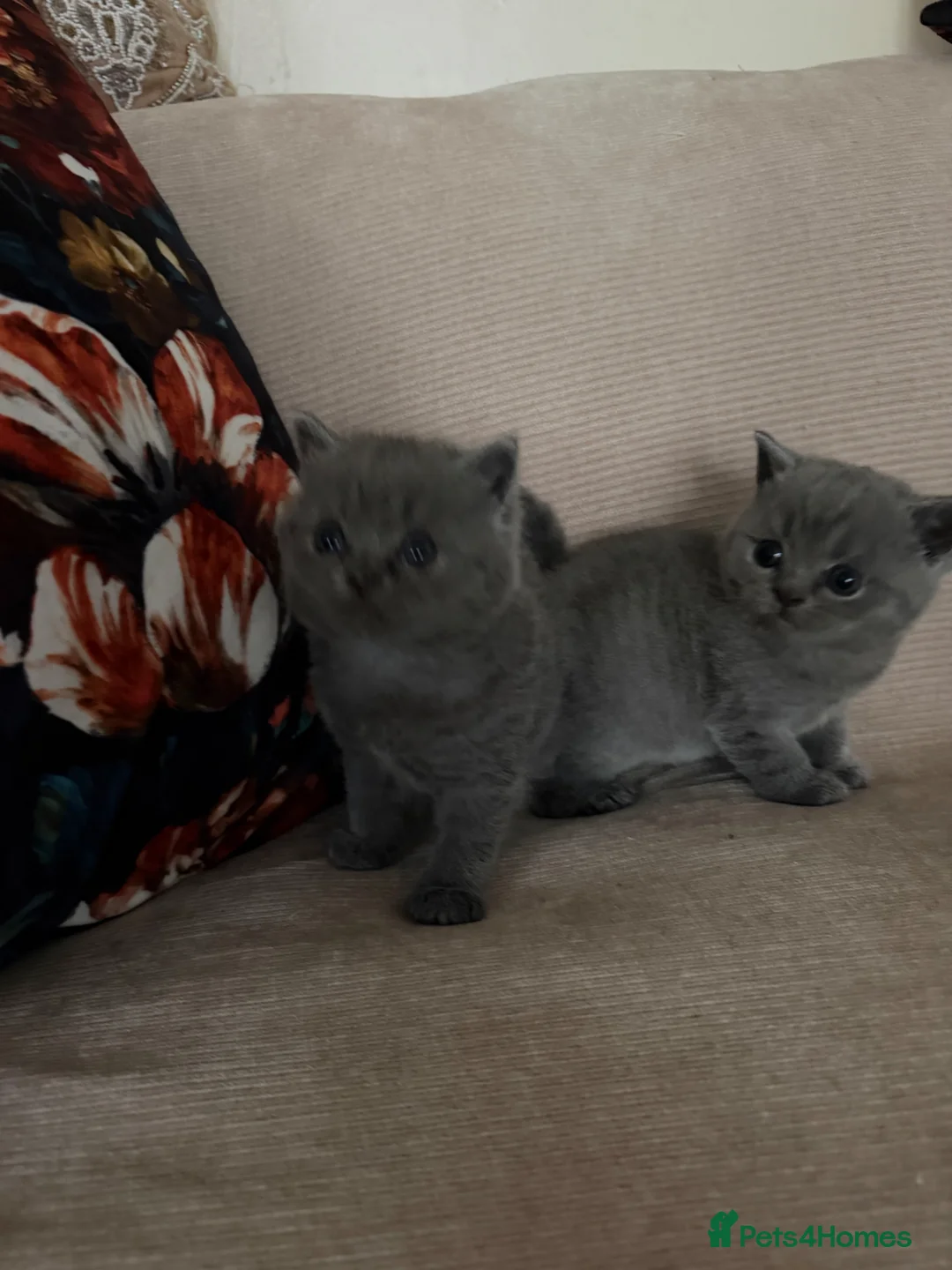British Shorthair cats for sale:  Adorable kittenBlue British Shorthair  GCCF - Advert 2