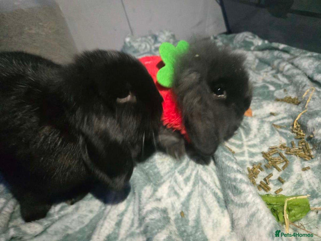 Angora rabbits for sale: Angora/mini lop mix - Image 4