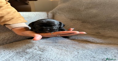 Mixed Breed dogs - Advert 16