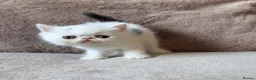 Exotic cats for sale: 4 exotic short hair boys for sale  - Advert 18