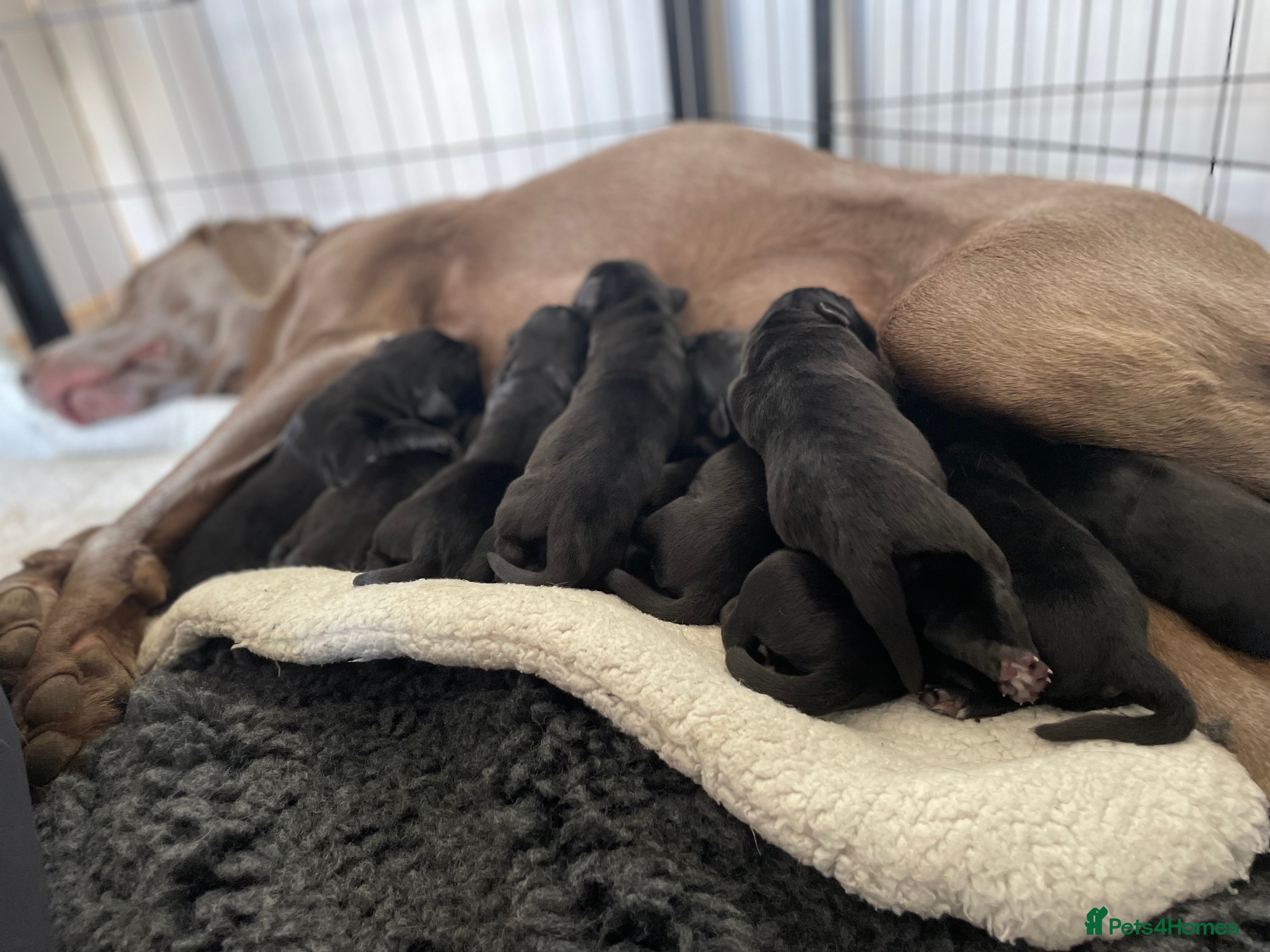 Labrador Retriever dogs  🐾Gorgeous BLack Labrador Puppies 🐾 - Advert 12