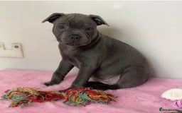 Staffordshire Bull Terrier dogs for stud: A NEW SUPERIOR SOLID BLUE MALE  - Image 6
