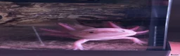 Angelfish fish for sale: axolotls  - Advert 2
