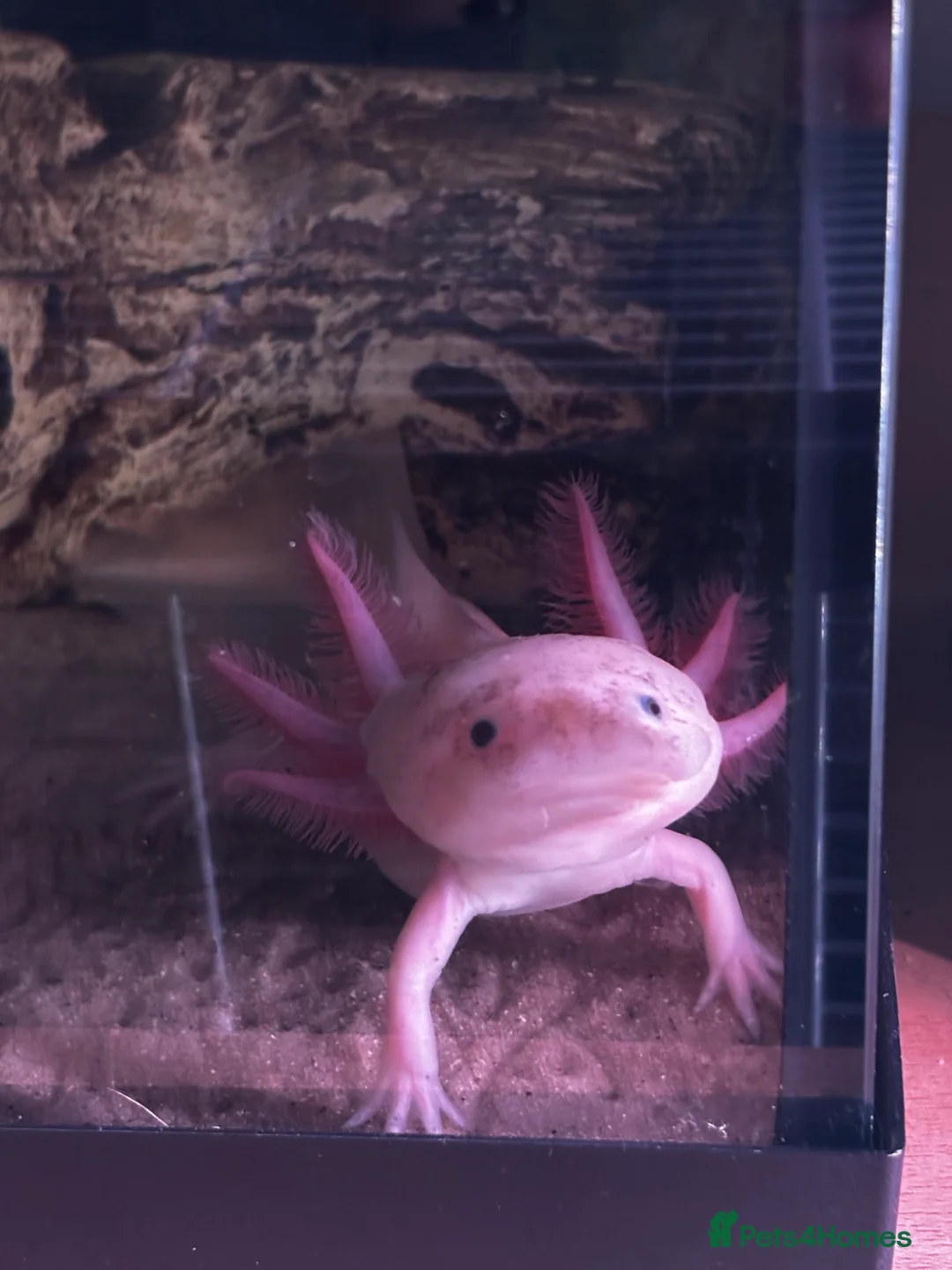 Angelfish fish for sale: axolotls  - Advert 2