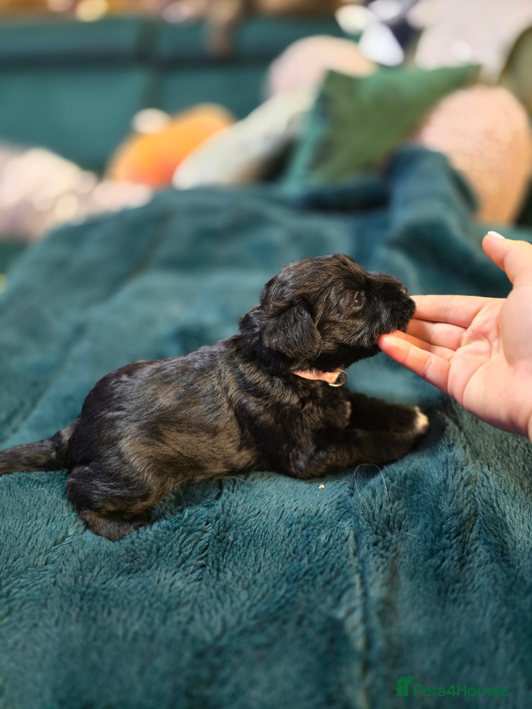 Miniature Schnauzer dogs for sale: 3 puppys left -KC - Miniature Schnauzer Puppies - Image 36
