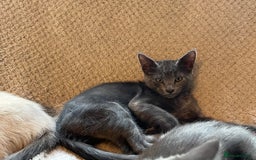 Oriental cats for sale: 5 STUNNING RAGAMESE KITTENS - Image 16