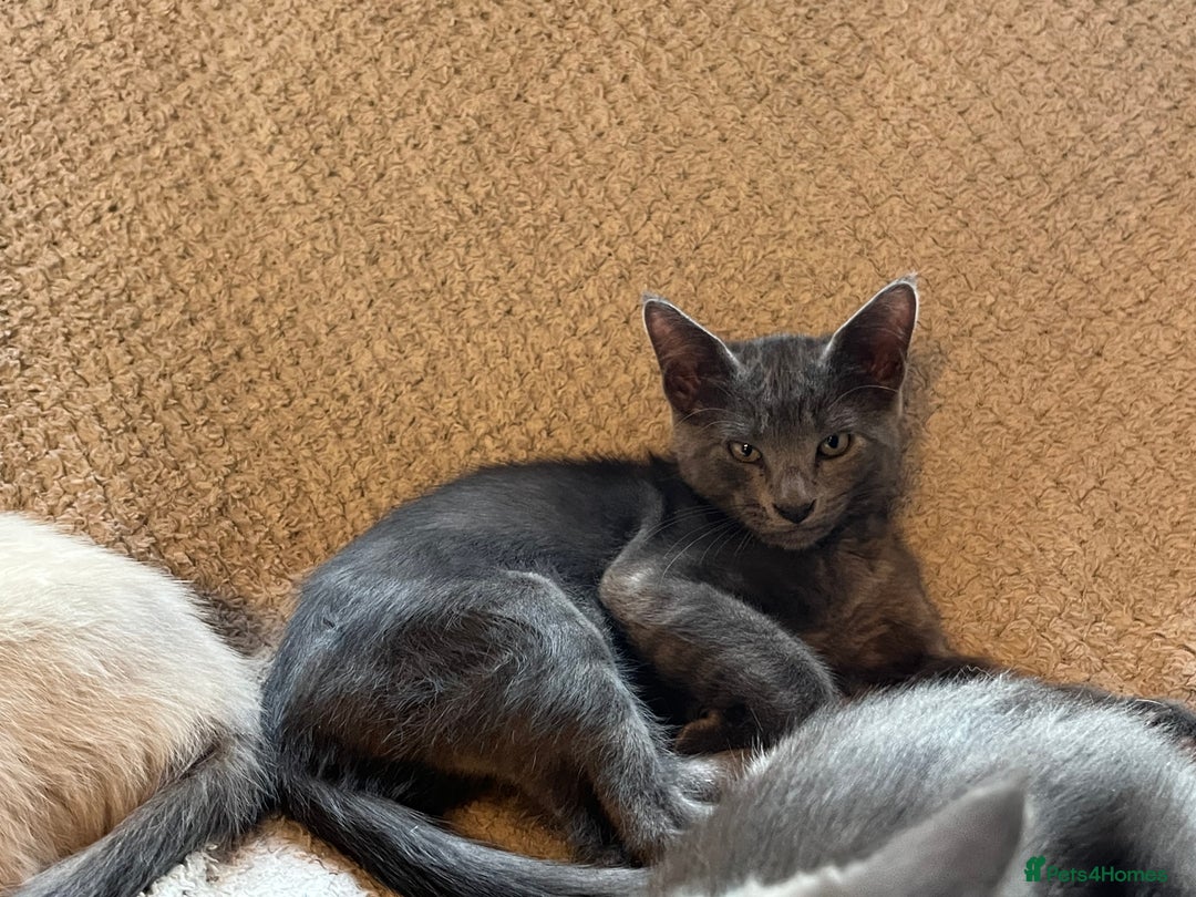 Oriental cats for sale: 5 STUNNING RAGAMESE KITTENS - Image 16