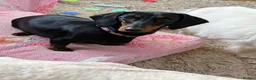 Dachshund dogs for sale: Dotty is pregnant!  - Advert 5