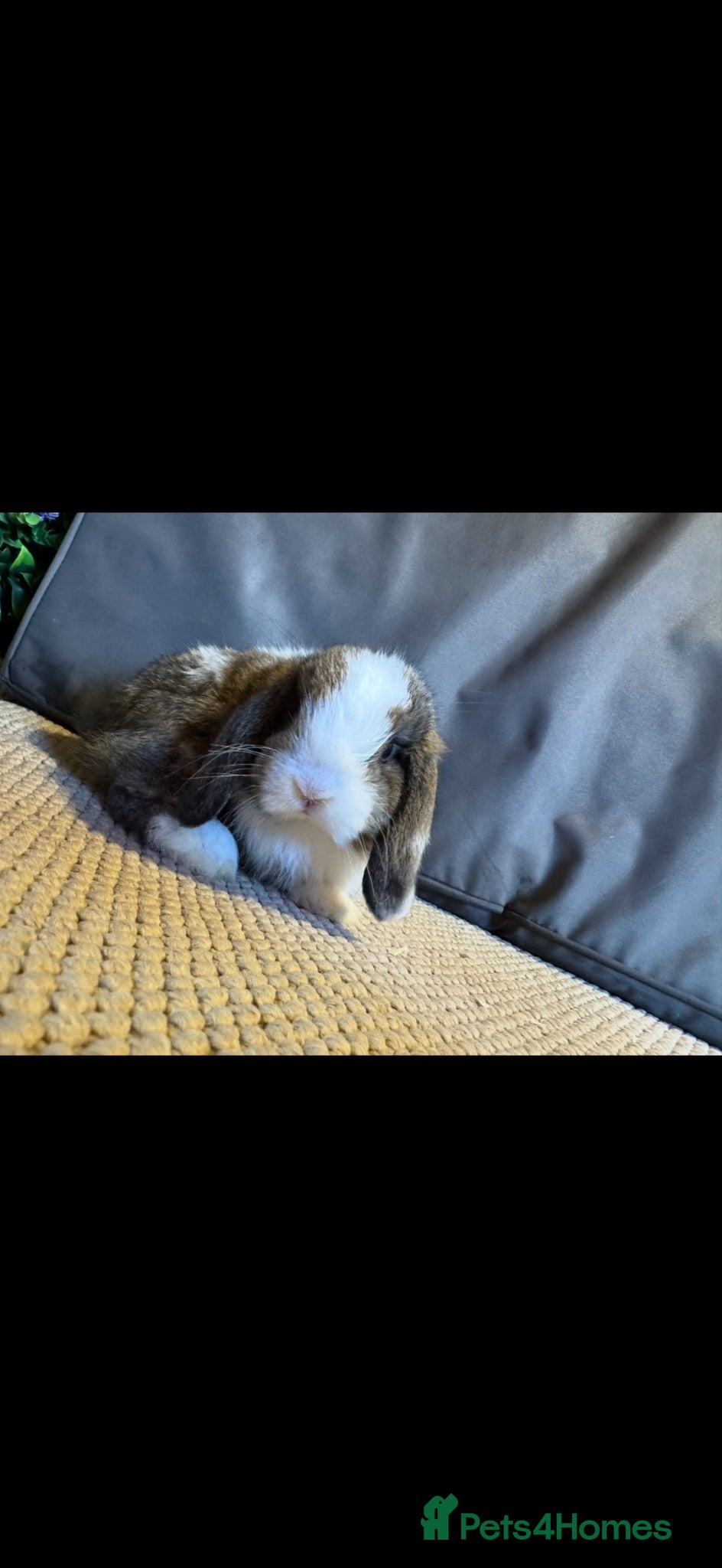 Mini Lop rabbits Mini lops ready to go  - Advert 8