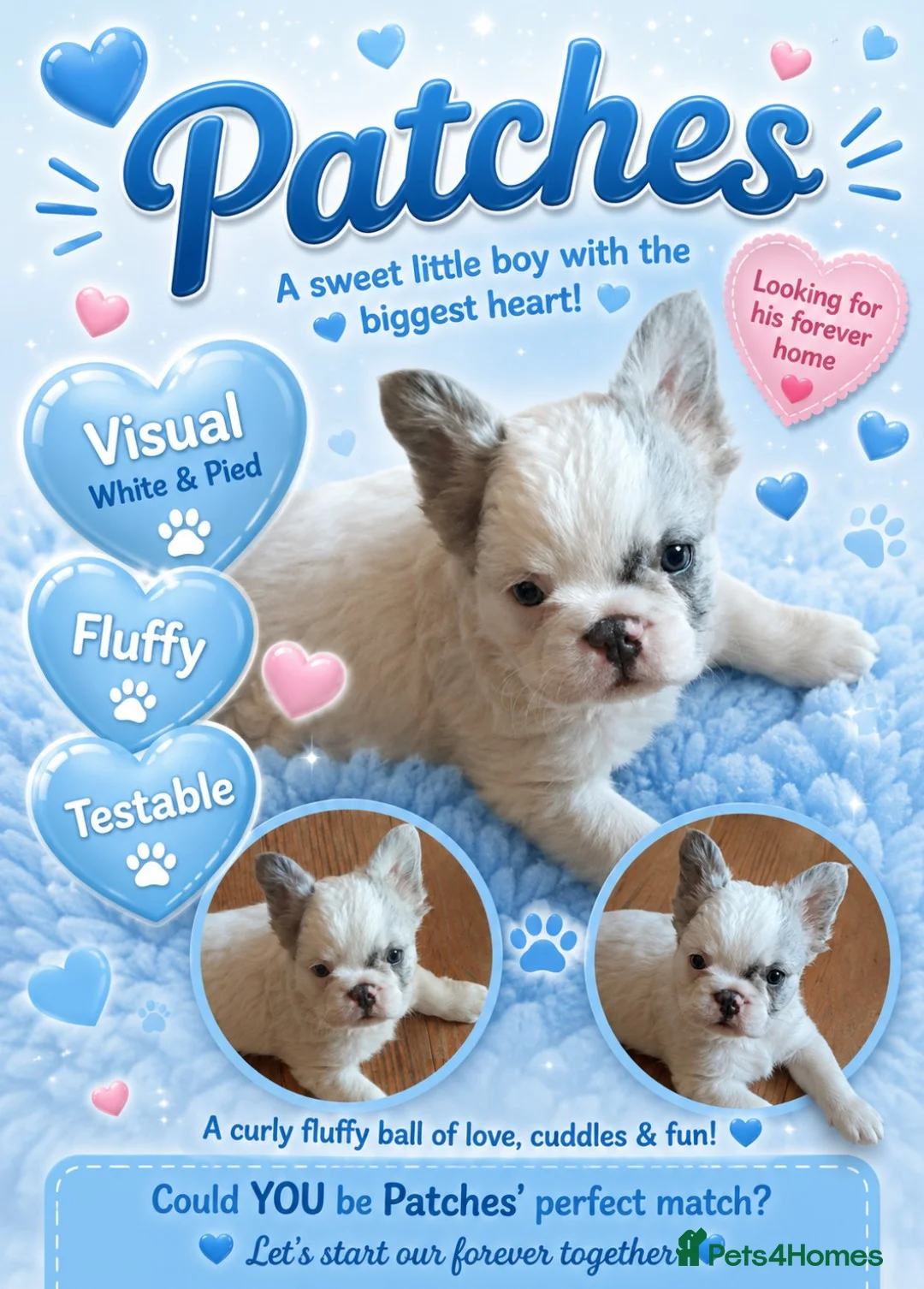 French Bulldog dogs for sale: Three French bulldogs for sale - Advert 2