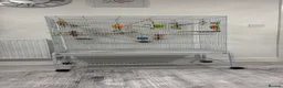 Mixed Breed birds for sale: Budgies Pair with Cage, Stand,  Box Included in Gillingham - Advert 2