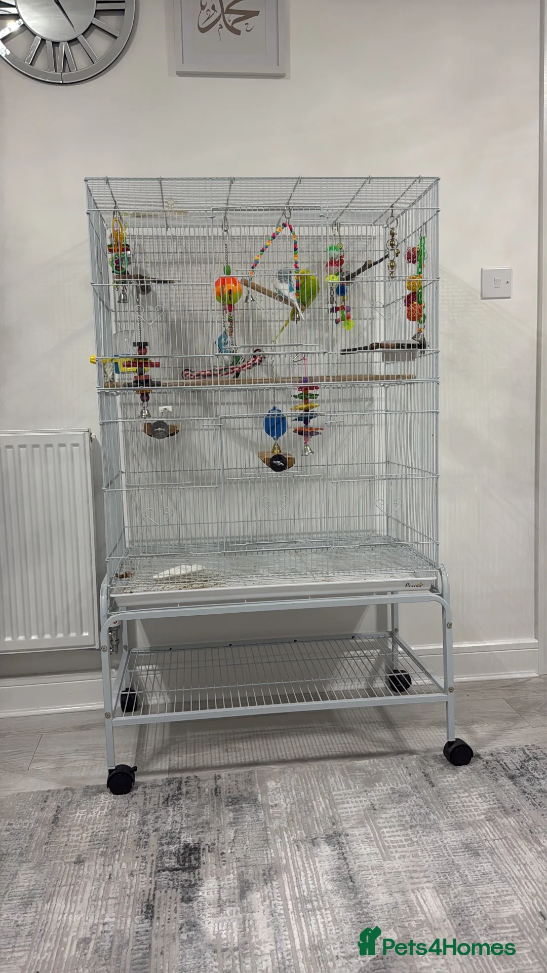 Mixed Breed birds for sale: Budgies Pair with Cage, Stand,  Box Included in Gillingham - Advert 2