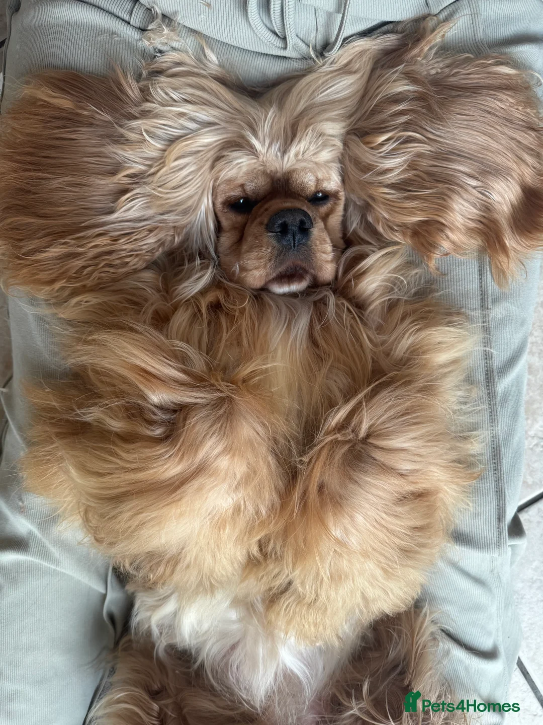 American Cocker Spaniel dogs for sale: 🐾KC, Health tested American cocker spaniels🐾 - Advert 3