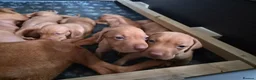 Hungarian Vizsla dogs for sale: Beautiful Hungarian Vizsla Puppies - Advert 7