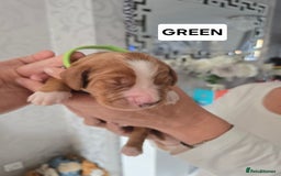 Cocker Spaniel dogs for sale: Pedigree working cocker puppies  - Image 6