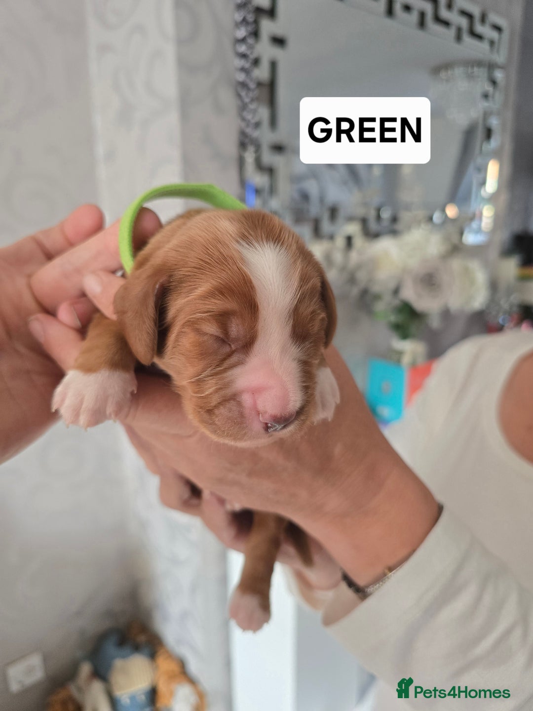 Cocker Spaniel dogs for sale: Pedigree working cocker puppies  - Image 6