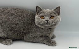 British Shorthair cats for sale: British Shorthair Girls Ready for Forever Homes - Image 6