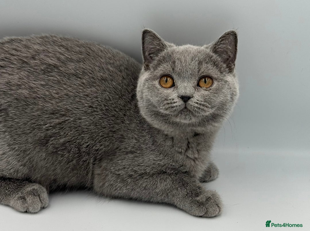 British Shorthair cats for sale: British Shorthair Girls Ready for Forever Homes - Image 6