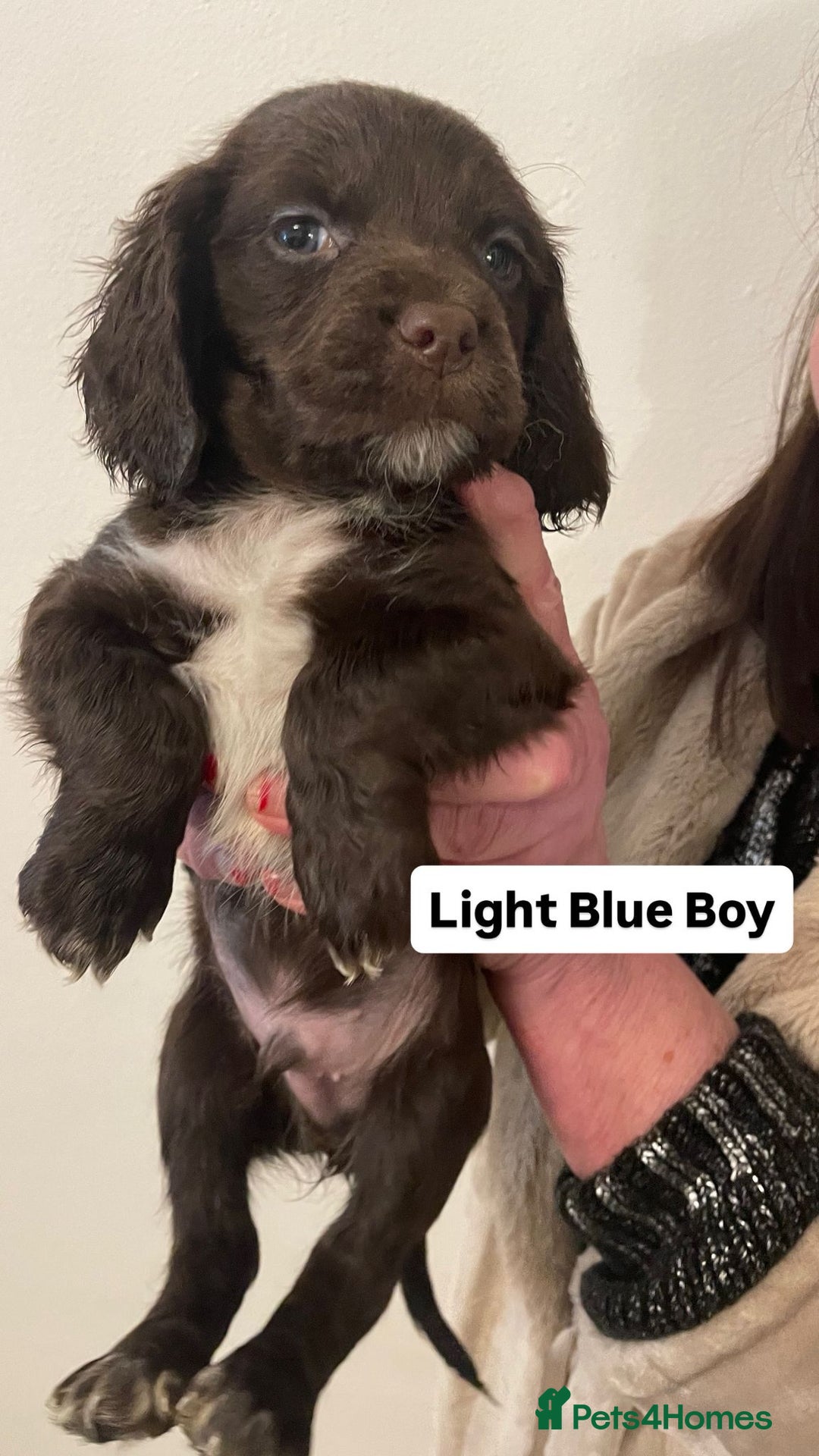 Sprocker dogs for sale: Sproker Spaniels For Sale - Advert 9