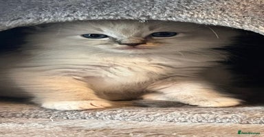 Ragdoll cats - Advert 2